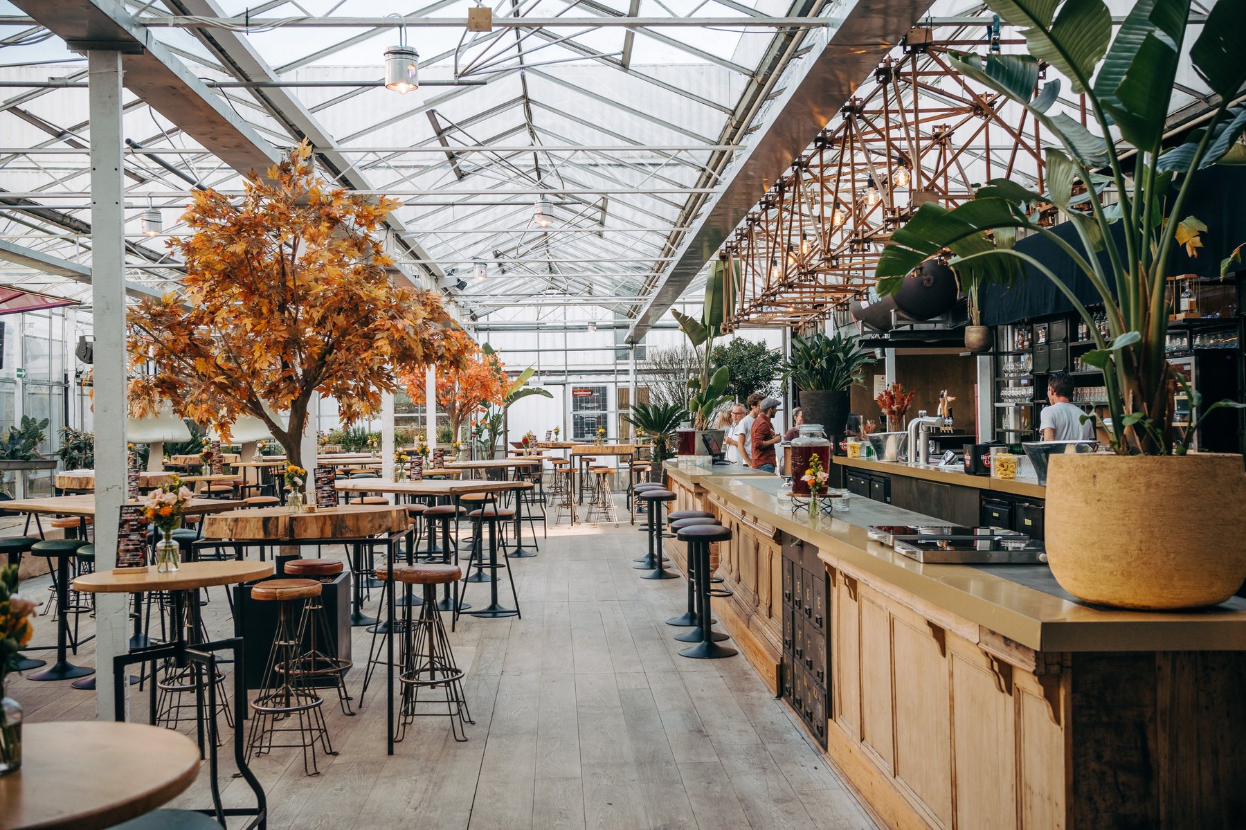 De bar van de Greenhouse onder het glazen dak, met een boom in herfstkleuren en veel planten